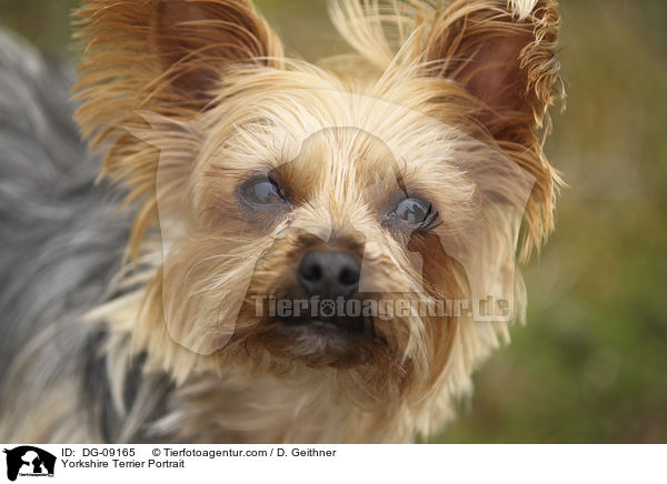 Yorkshire Terrier Portrait / DG-09165