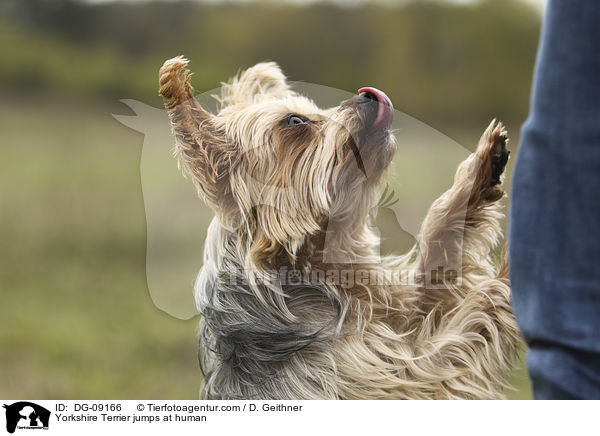 Yorkshire Terrier jumps at human / DG-09166