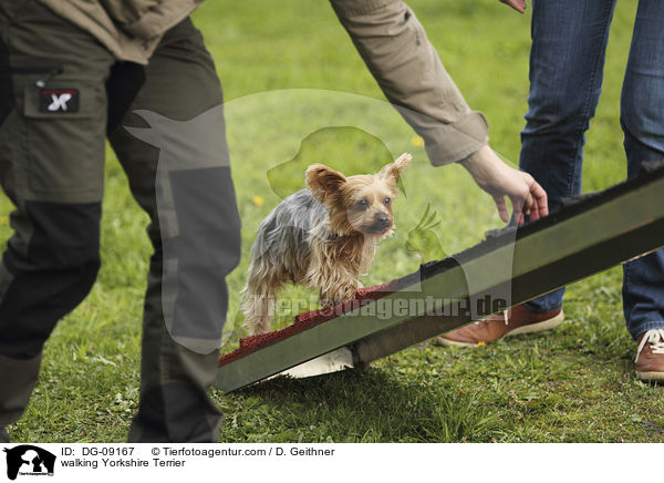 walking Yorkshire Terrier / DG-09167