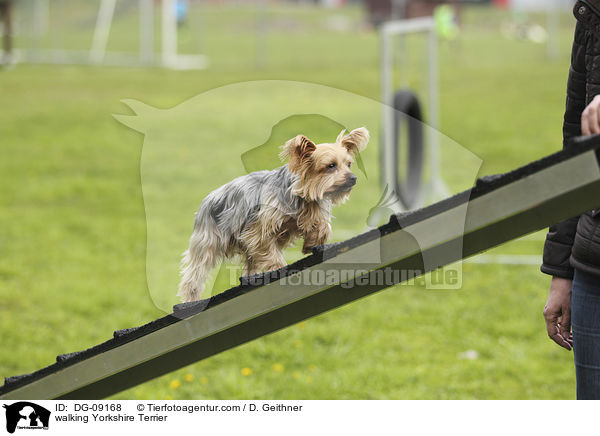 walking Yorkshire Terrier / DG-09168