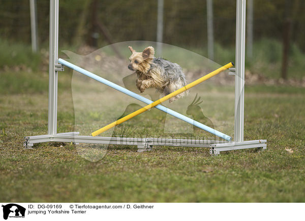jumping Yorkshire Terrier / DG-09169