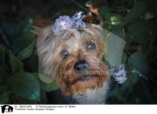 Yorkshire Terrier between flowers / SM-01400