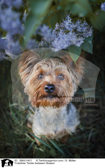 Yorkshire Terrier between flowers / SM-01401