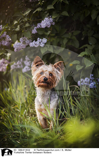 Yorkshire Terrier between flowers / SM-01402