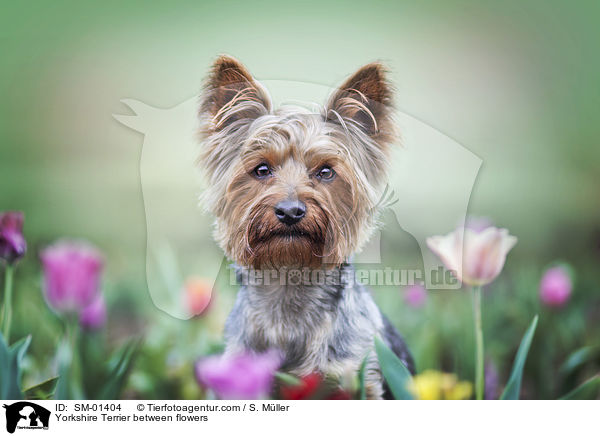 Yorkshire Terrier between flowers / SM-01404