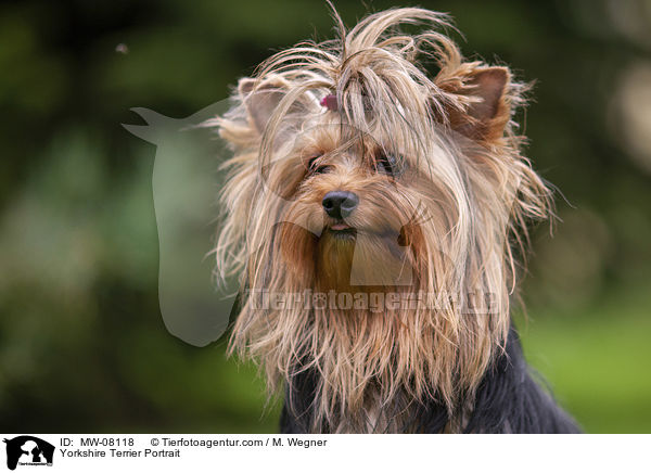 Yorkshire Terrier Portrait / MW-08118