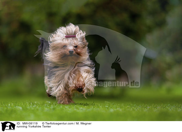 running Yorkshire Terrier / MW-08119