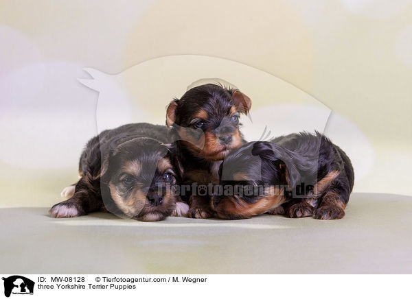 three Yorkshire Terrier Puppies / MW-08128