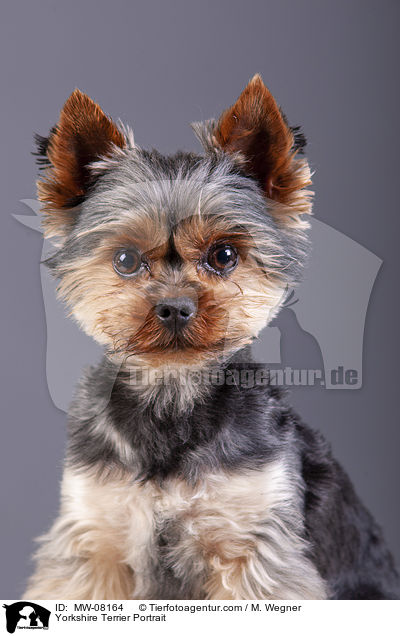 Yorkshire Terrier Portrait / MW-08164