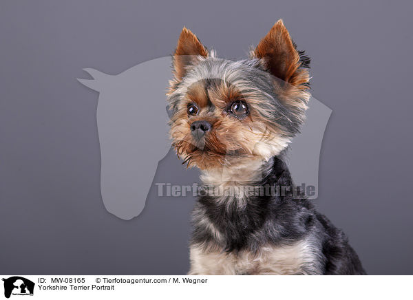 Yorkshire Terrier Portrait / MW-08165