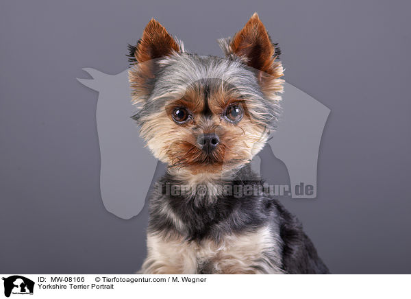 Yorkshire Terrier Portrait / MW-08166