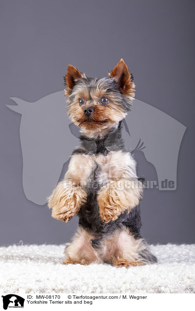 Yorkshire Terrier sits and beg / MW-08170
