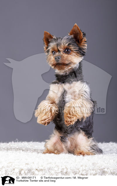 Yorkshire Terrier sits and beg / MW-08171