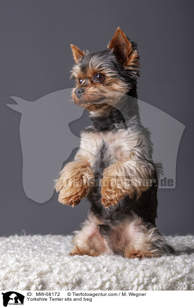 Yorkshire Terrier sits and beg / MW-08172