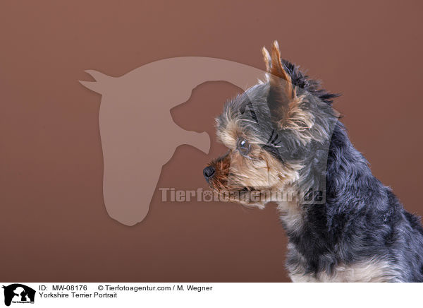 Yorkshire Terrier Portrait / MW-08176