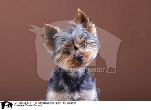 Yorkshire Terrier Portrait / MW-08178
