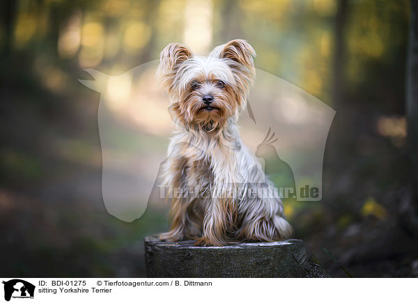 sitting Yorkshire Terrier / BDI-01275