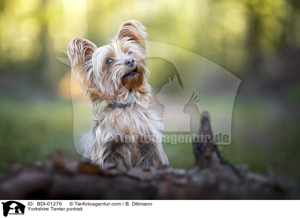Yorkshire Terrier portrait / BDI-01276