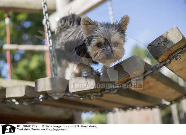 Yorkshire Terrier on the playground / SK-01269