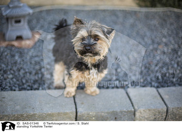 standing Yorkshire Terrier / SAS-01346