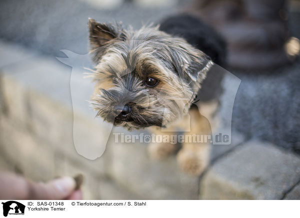 Yorkshire Terrier / SAS-01348