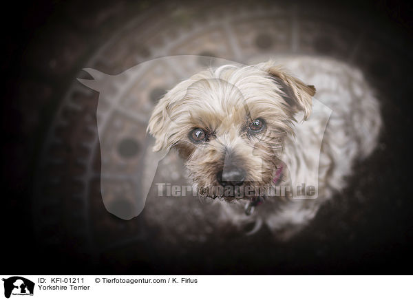Yorkshire Terrier / KFI-01211