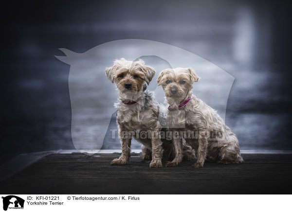 Yorkshire Terrier / KFI-01221