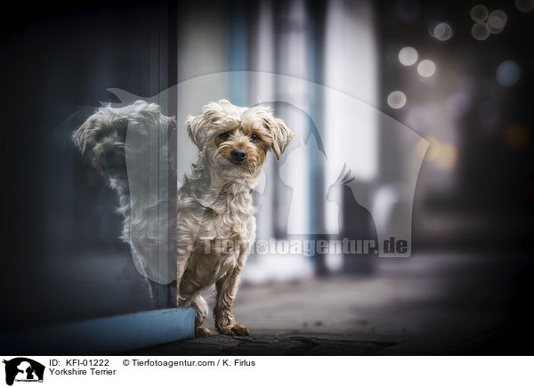 Yorkshire Terrier / KFI-01222
