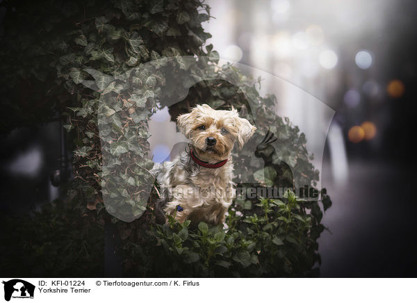 Yorkshire Terrier / KFI-01224
