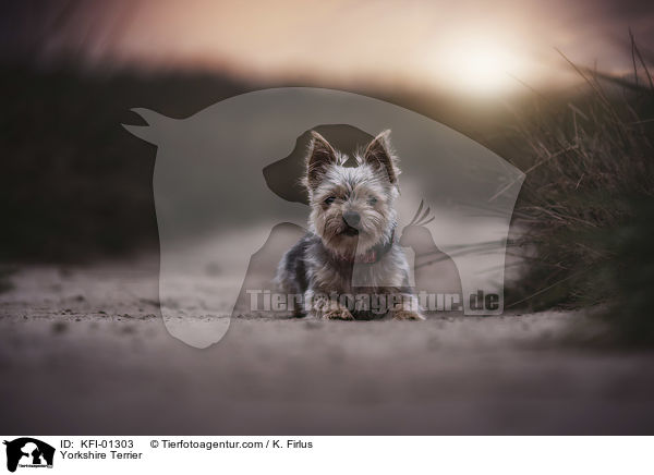 Yorkshire Terrier / KFI-01303