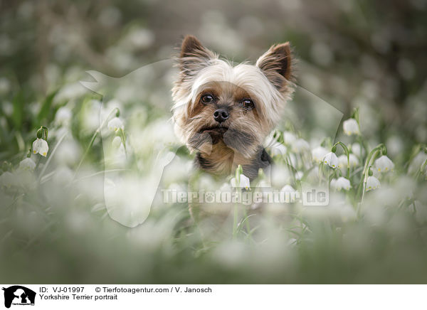 Yorkshire Terrier portrait / VJ-01997