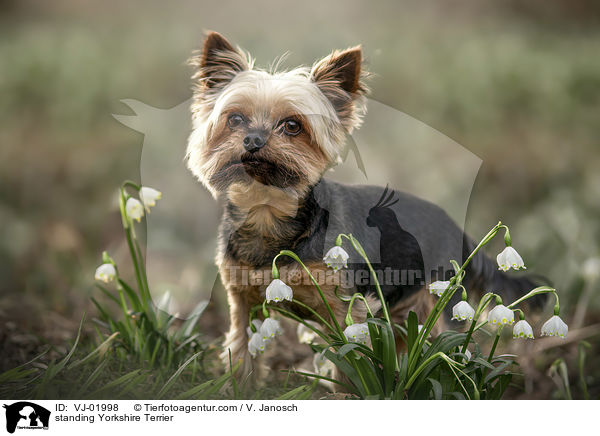 standing Yorkshire Terrier / VJ-01998