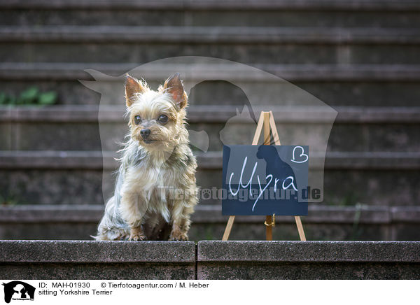 sitting Yorkshire Terrier / MAH-01930