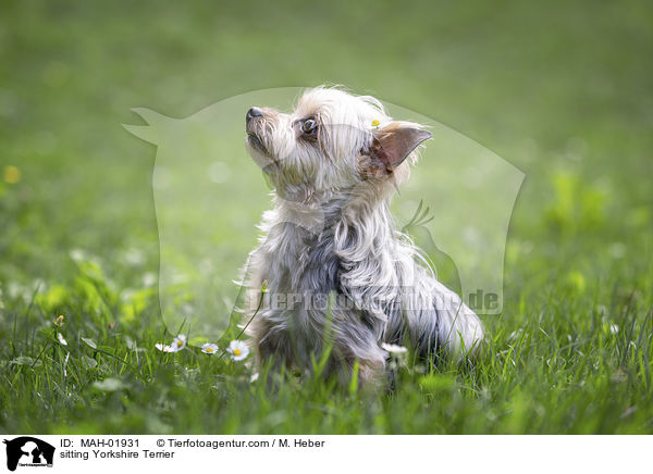 sitting Yorkshire Terrier / MAH-01931