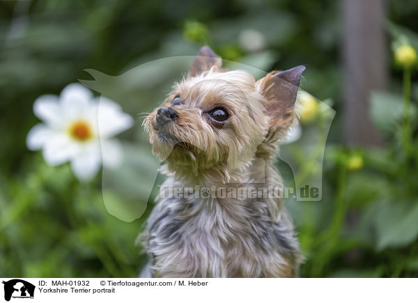 Yorkshire Terrier portrait / MAH-01932