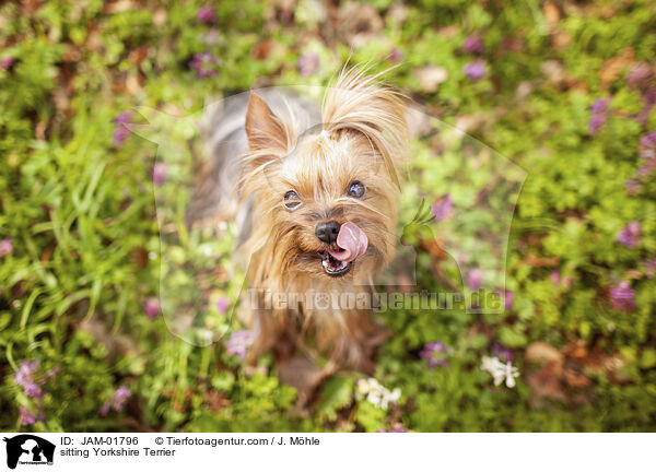 sitting Yorkshire Terrier / JAM-01796