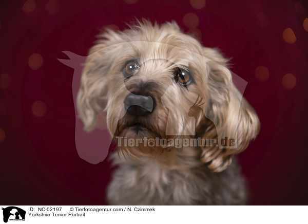 Yorkshire Terrier Portrait / NC-02197