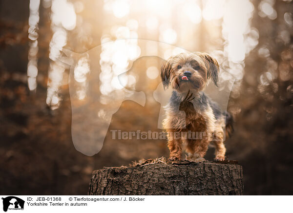 Yorkshire Terrier in autumn / JEB-01368