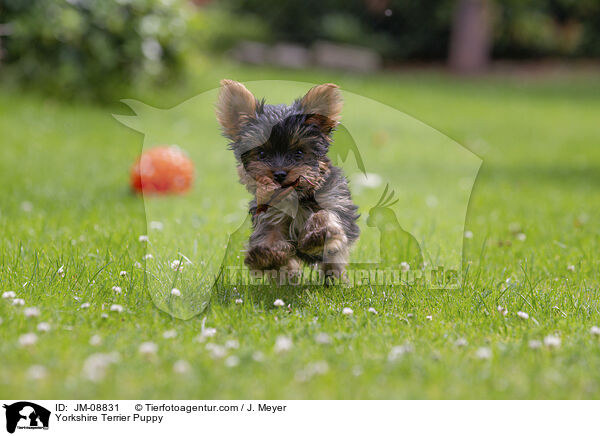 Yorkshire Terrier Puppy / JM-08831