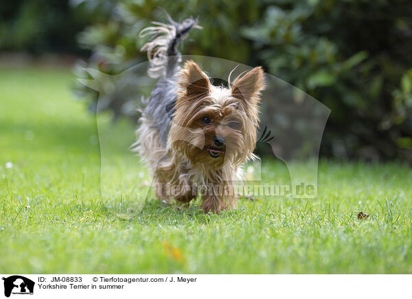 Yorkshire Terrier in summer / JM-08833