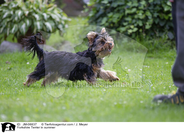 Yorkshire Terrier in summer / JM-08837