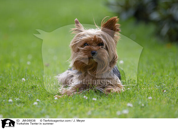 Yorkshire Terrier in summer / JM-08838