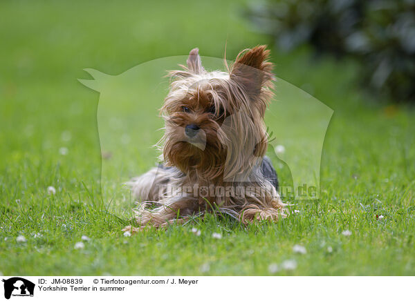 Yorkshire Terrier in summer / JM-08839