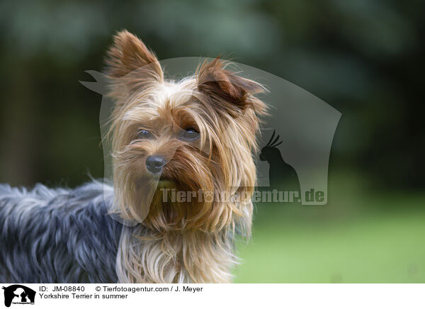 Yorkshire Terrier in summer / JM-08840