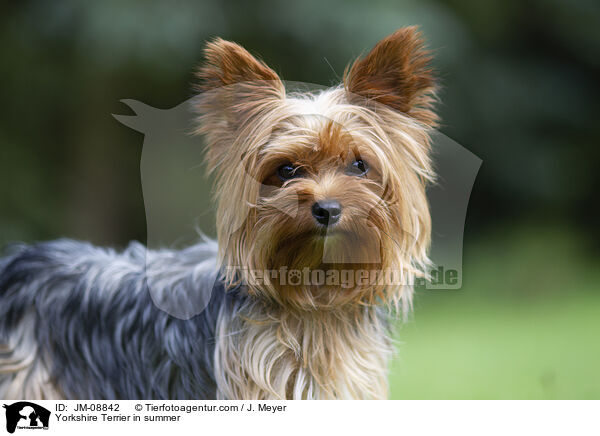 Yorkshire Terrier in summer / JM-08842