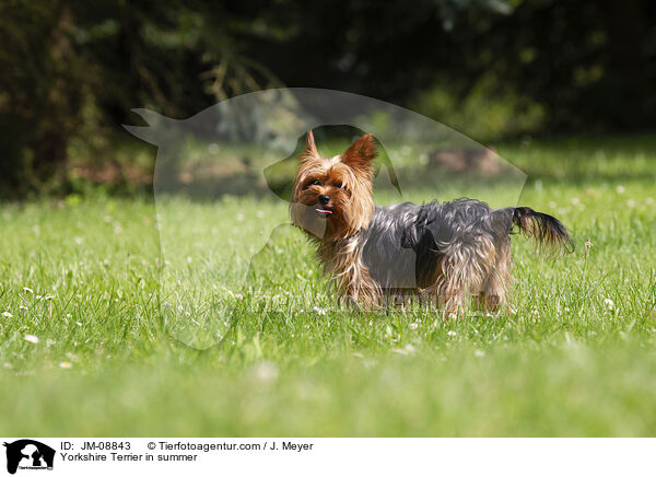 Yorkshire Terrier in summer / JM-08843