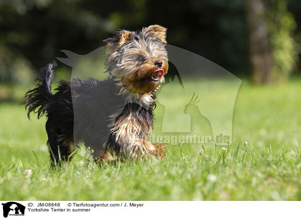 Yorkshire Terrier in summer / JM-08848