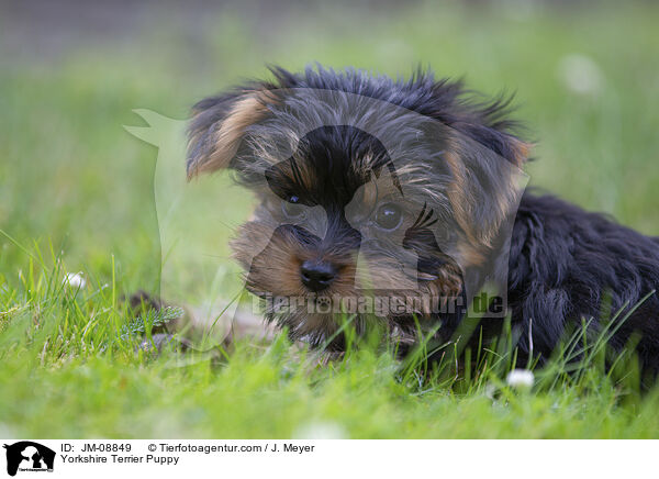 Yorkshire Terrier Puppy / JM-08849