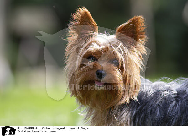 Yorkshire Terrier in summer / JM-08854