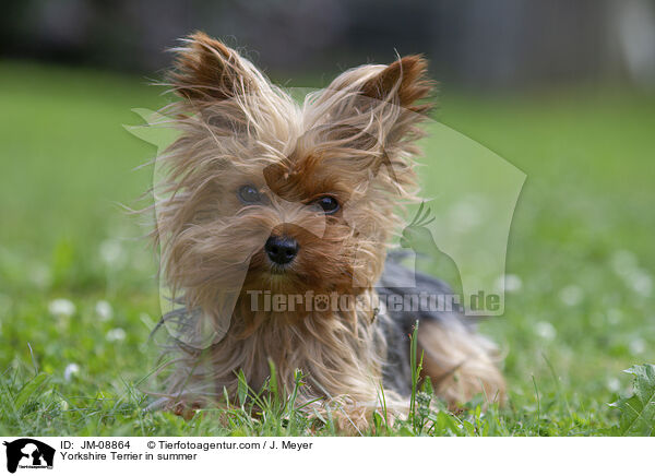 Yorkshire Terrier in summer / JM-08864